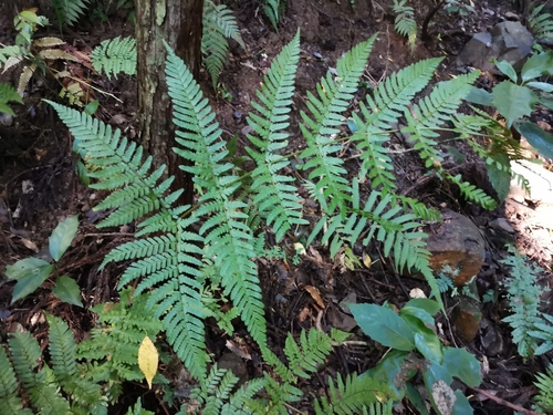 Dryopteris nipponensis (Dryopteris nipponensis)