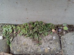 Marchantia polymorpha ruderalis