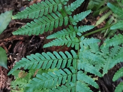 Dryopteris nipponensis