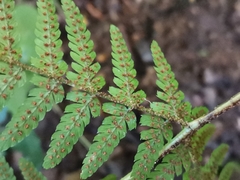 Dryopteris nipponensis
