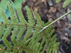 Dryopteris nipponensis