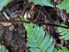 Dryopteris nipponensis