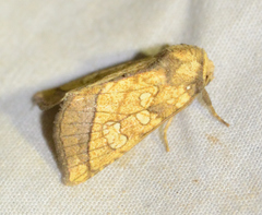 Papaipema rigida