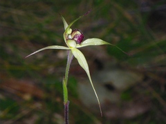 Caladenia valida
