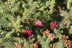 Darwinia oldfieldii