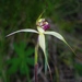 Robust Spider Orchid - Photo (c) johneichler, some rights reserved (CC BY-NC), uploaded by johneichler