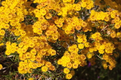 Verticordia chrysantha