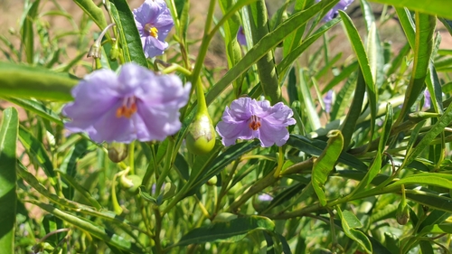 Image of Solanum simile by (c) Andrew Thornhill, some rights reserved (CC BY)