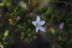Philotheca buxifolia