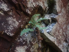 Dryopteris fragrans image