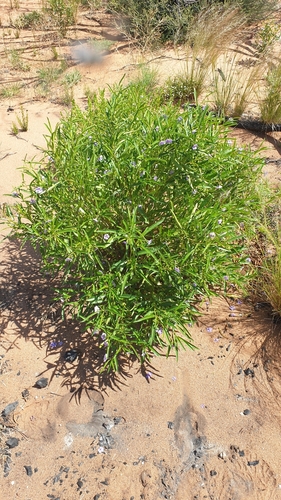 Image of Solanum simile by (c) Andrew Thornhill, some rights reserved (CC BY)