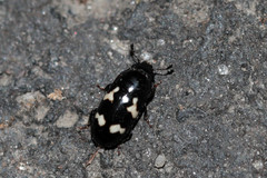 Glischrochilus quadriguttatus