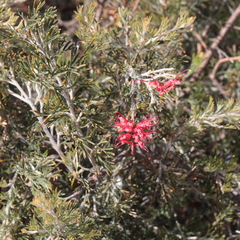 Grevillea preissii glabrilimba