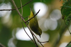 Zosterops stenocricotus