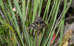 Dichromodes ainaria