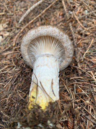 Sliziak mazľavý (Gomphidius glutinosus)