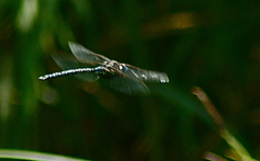Aeshna palmata