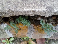 Asplenium ruta-muraria ruta-muraria