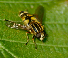 Helophilus intentus