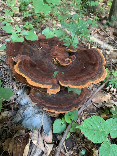 Hnedák Schweinitzov (Phaeolus schweinitzii)