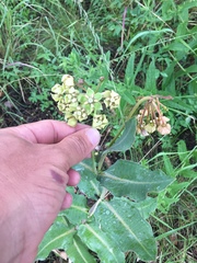 Asclepias elata