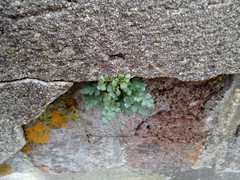 Asplenium ruta-muraria ruta-muraria