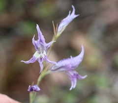 Gladiolus permeabilis