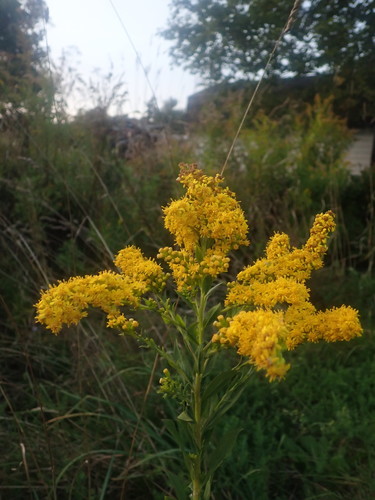 Solidago X erskinei