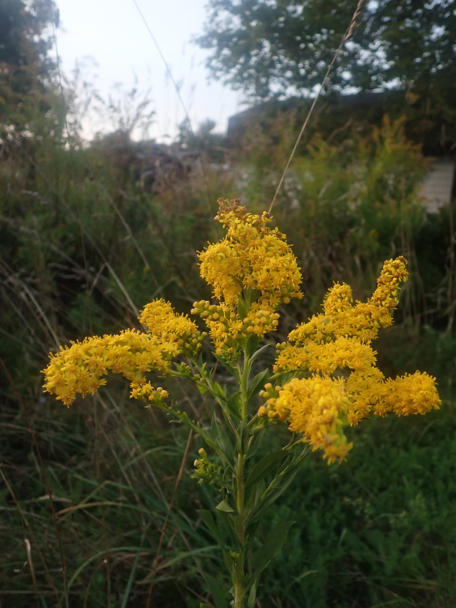 Solidago X erskinei