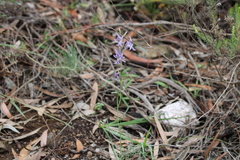 Gladiolus permeabilis
