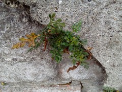 Asplenium ruta-muraria ruta-muraria
