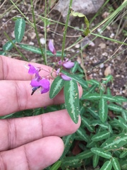 Desmodium batocaulon