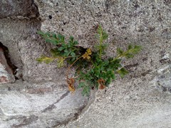 Asplenium ruta-muraria ruta-muraria
