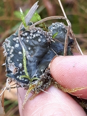 Peltigera extenuata