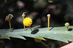 Acacia glaucoptera