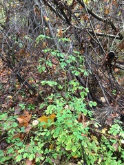 Corydalis ochotensis