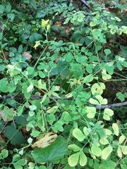 Corydalis ochotensis