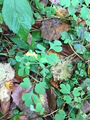 Corydalis ochotensis