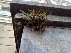 Asplenium ruta-muraria ruta-muraria