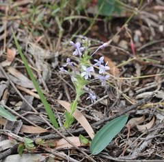 Lapeirousia pyramidalis