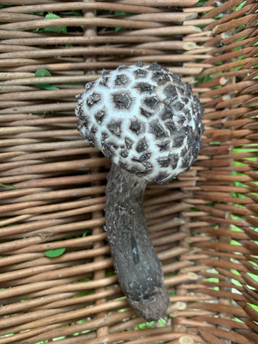 Ljuskavi kuštravac (Strobilomyces strobilaceus)