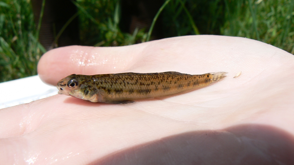 Channel Darter