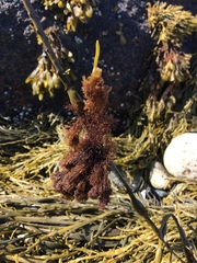 Vertebrata lanosa