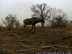 Hippotragus equinus koba