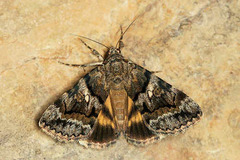 Catocala disjuncta
