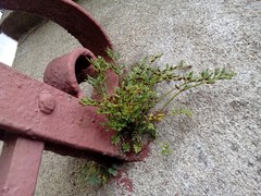 Asplenium ruta-muraria ruta-muraria