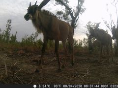 Hippotragus equinus koba