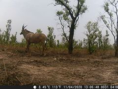 Hippotragus equinus koba