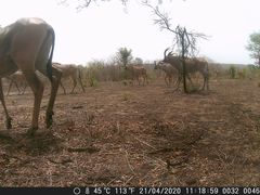 Hippotragus equinus koba