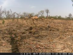 Hippotragus equinus koba